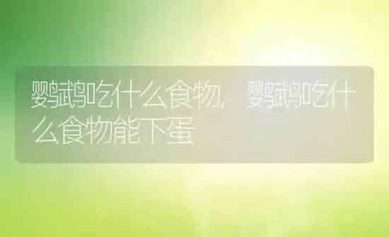 鹦鹉吃什么食物,鹦鹉吃什么食物能下蛋 | 养殖科普