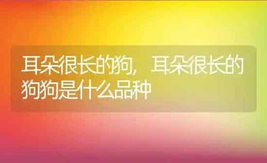耳朵很长的狗,耳朵很长的狗狗是什么品种 | 养殖科普