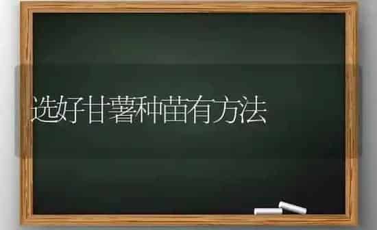选好甘薯种苗有方法 | 养殖技术大全