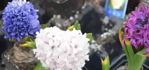 水培风信子花谢后怎么处理,水培风信子开花后怎么处理，求大神？
