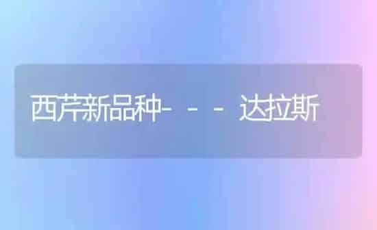 西芹新品种---达拉斯 | 养殖技术大全