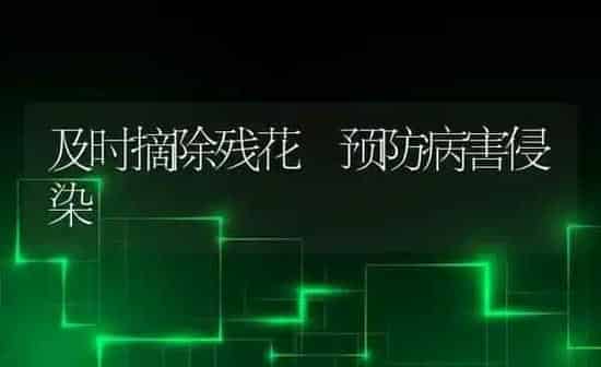 及时摘除残花 预防病害侵染 | 养殖知识