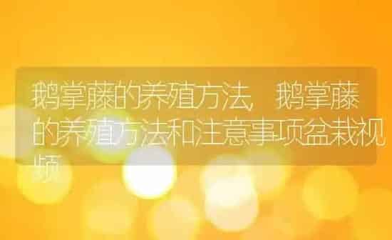 鹅掌藤的养殖方法,鹅掌藤的养殖方法和注意事项盆栽视频 | 养殖科普
