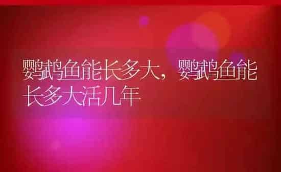 鹦鹉鱼能长多大,鹦鹉鱼能长多大活几年 | 养殖科普