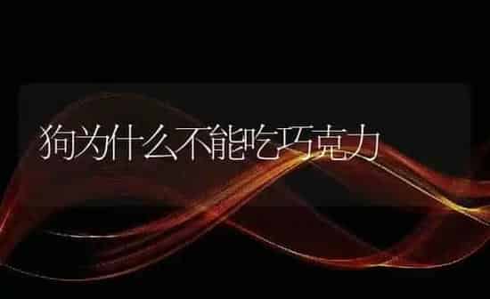 狗为什么不能吃巧克力 | 养殖科普