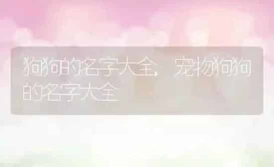 狗狗的名字大全,宠物狗狗的名字大全 | 养殖科普