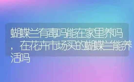 蝴蝶兰有毒吗能在家里养吗,在花卉市场买的蝴蝶兰能养活吗 | 养殖学堂