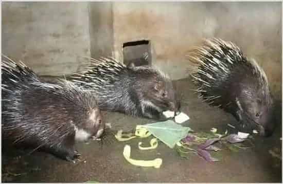 豪猪的饲养图片 | 农广天地