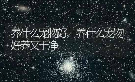 养什么宠物好,养什么宠物好养又干净 | 养殖资料