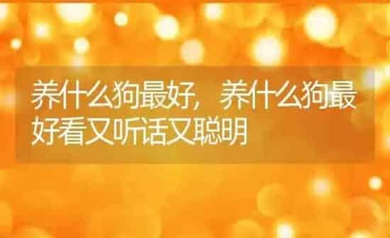 养什么狗最好,养什么狗最好看又听话又聪明 | 养殖科普