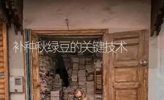 补种秋绿豆的关键技术 | 养殖知识