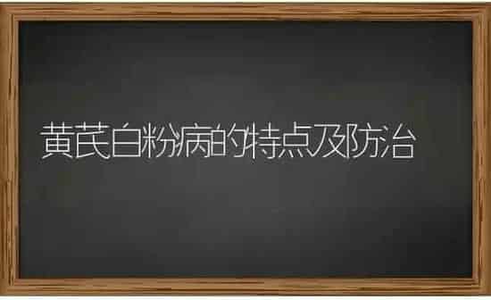 黄芪白粉病的特点及防治 | 养殖技术大全