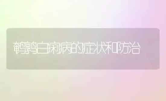 鹌鹑白痢病的症状和防治 | 养殖技术大全
