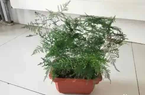 文竹怎么种植,文竹养殖技巧与方法？