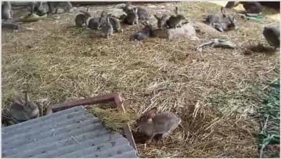 冬季杂交野兔养殖基地如何防寒保暖 | 生活常识