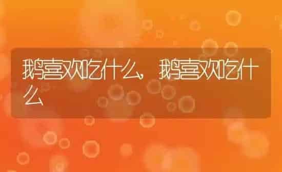 鹅喜欢吃什么,鹅喜欢吃什么 | 养殖科普