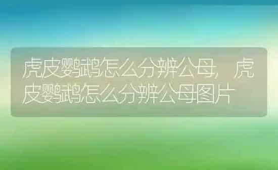 虎皮鹦鹉怎么分辨公母,虎皮鹦鹉怎么分辨公母图片 | 养殖科普