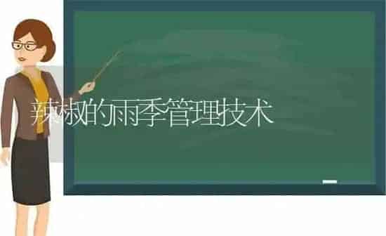 辣椒的雨季管理技术 | 养殖技术大全
