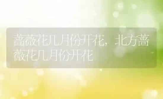 蔷薇花几月份开花,北方蔷薇花几月份开花 | 养殖资料