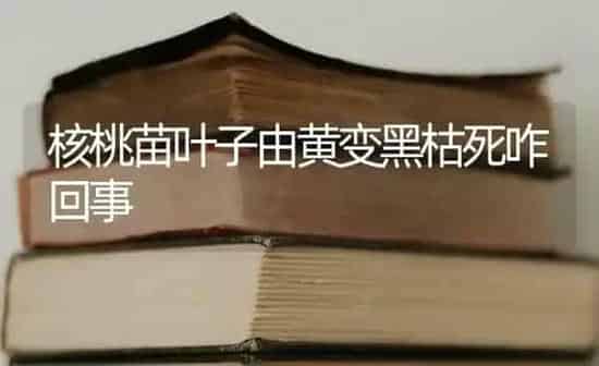 核桃苗叶子由黄变黑枯死咋回事 | 养殖技术大全