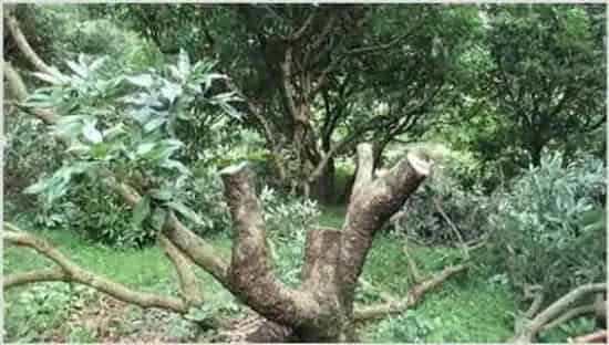 荔枝常见的修剪误区 | 妙招大全