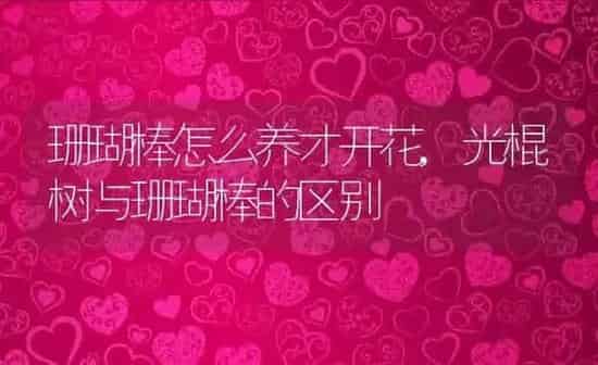 珊瑚棒怎么养才开花,光棍树与珊瑚棒的区别 | 养殖学堂