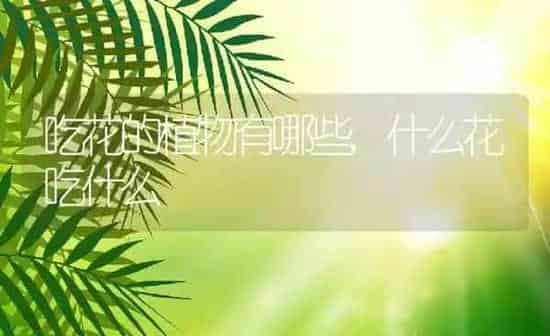 吃花的植物有哪些,什么花吃什么 | 养殖学堂