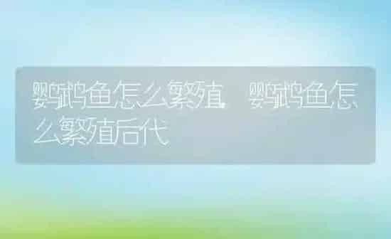 鹦鹉鱼怎么繁殖,鹦鹉鱼怎么繁殖后代 | 养殖科普