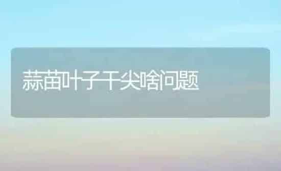 蒜苗叶子干尖啥问题 | 养殖知识