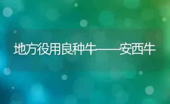 地方役用良种牛——安西牛 | 养殖知识
