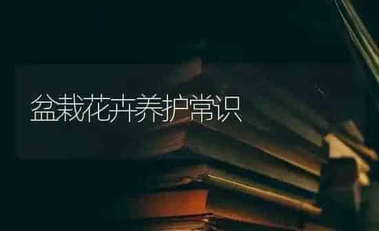 盆栽花卉养护常识 | 养殖知识