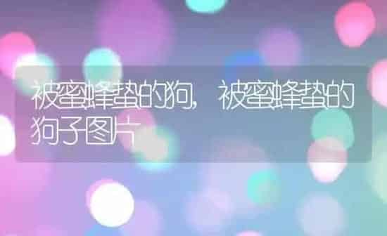 被蜜蜂蛰的狗,被蜜蜂蛰的狗子图片 | 养殖科普