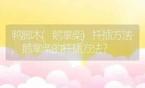 鸭脚木(鹅掌柴)扦插方法,鹅掌柴的扦插方法？ | 养殖科普