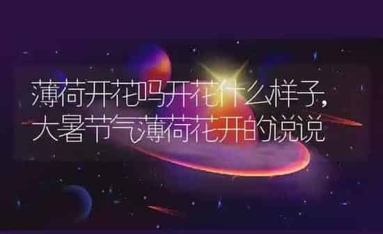 薄荷开花吗开花什么样子,大暑节气薄荷花开的说说 | 养殖学堂