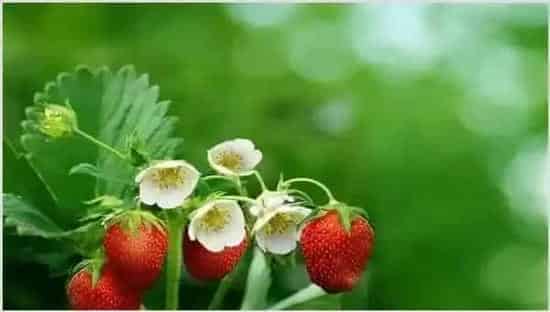 草莓保花保果技术 | 生活常识