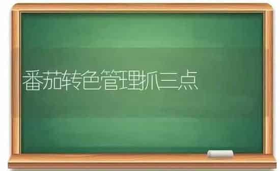 番茄转色管理抓三点 | 养殖知识