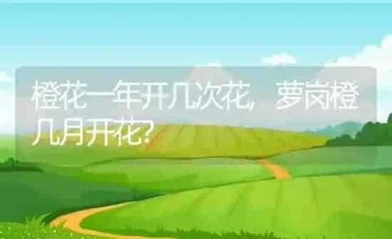 橙花一年开几次花,萝岗橙几月开花？ | 养殖科普