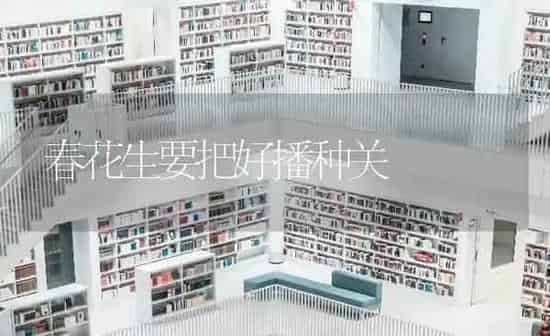 春花生要把好播种关 | 养殖知识