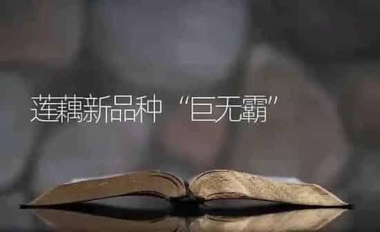 莲藕新品种“巨无霸” | 养殖知识