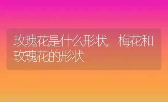 玫瑰花是什么形状,梅花和玫瑰花的形状 | 养殖学堂