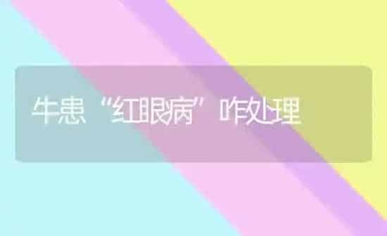 牛患“红眼病”咋处理 | 养殖知识