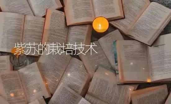 紫苏的栽培技术 | 养殖技术大全