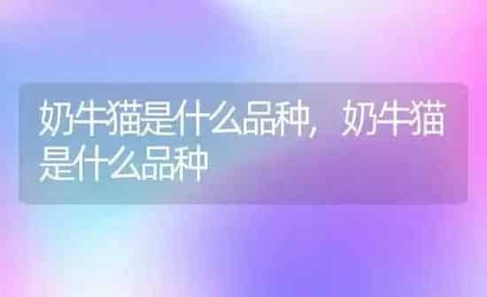 奶牛猫是什么品种,奶牛猫是什么品种 | 养殖科普