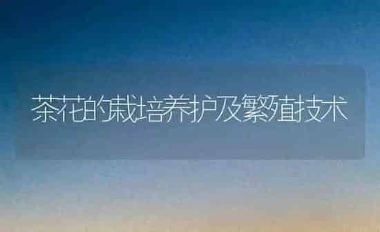 茶花的栽培养护及繁殖技术 | 养殖知识