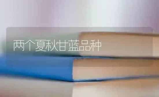 两个夏秋甘蓝品种 | 养殖技术大全