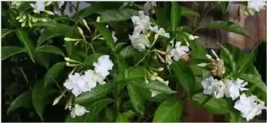 狗牙花只有花苞不开花 | 三农知识