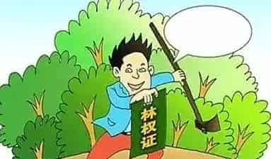 学会这三大模式，让你的林地身价翻倍！ | 三农知识