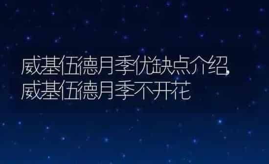 威基伍德月季优缺点介绍,威基伍德月季不开花 | 养殖学堂