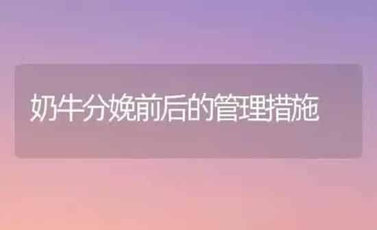 奶牛分娩前后的管理措施 | 养殖知识