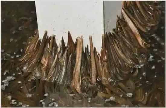 蚂蟥的作用与功效 | 实用知识
